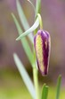 Fritillaria nigra Fritillaria nigra