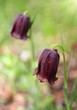 Fritillaria nigra