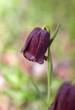 Fritillaria nigra Fritillaria nigra
