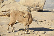 Wild goat in Negev desert.