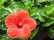 red hibiscus flower