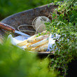 Spargel