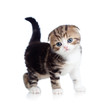 Scottish fold baby cat