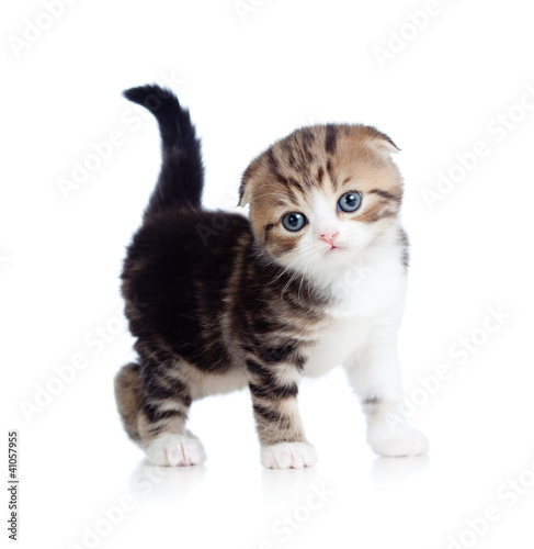 Photo: Scottish fold baby cat Scottish fold baby cat