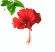 Hibiscus Flower isolated on white