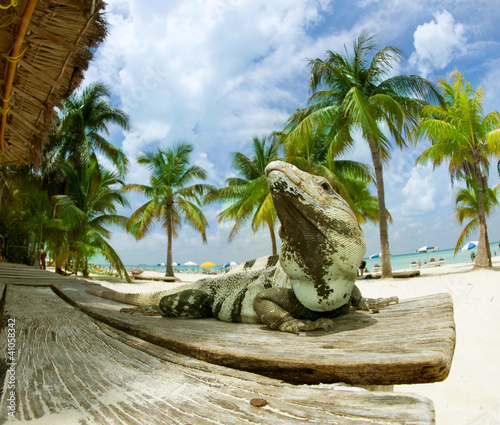 Photo: Iguana on The Caribbean Beach. Mexico Iguana on The Caribbean Beach. Mexico