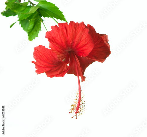 Photo: Hibiscus Flower isolated on white Hibiscus Flower isolated on white