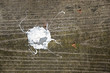 Bird Dropping Design