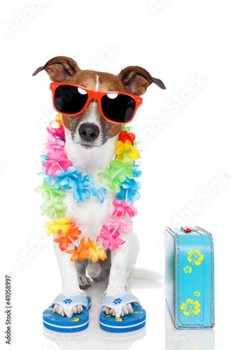 Photo: dog as tourist with hawaiian lei dog as tourist with hawaiian lei