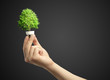 Male hands holding tree growing out of electric light bulb Male hands holding tree growing out of electric light bulb