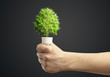A tree is growing inside a light bulb. A tree is growing inside a light bulb.