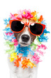 dog with hawaiian lei over the head