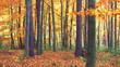 Forest at autumn