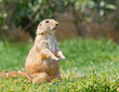 Prairie dog on grass Prairie dog on grass