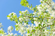 Frühling 185
