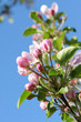 Frühling 186