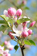 Frühling 290