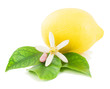 .Lemon and flower .Lemon and flower
