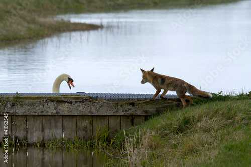 Photo: Red fox and a swan Red fox and a swan