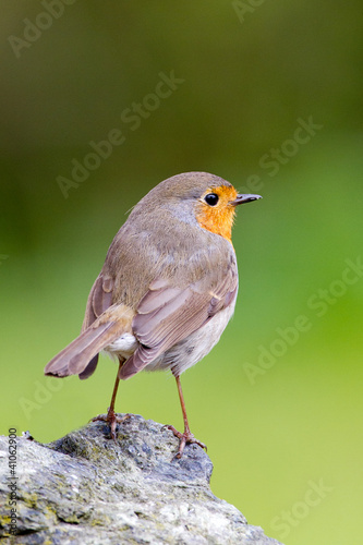 Photo: Robin bird Robin bird