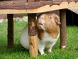 überraschtes Meerschweinchen