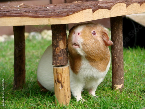 Photo: überraschtes Meerschweinchen überraschtes Meerschweinchen