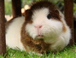 süßes Meerschweinchen