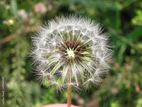 Photo: dandelion seeds dandelion seeds