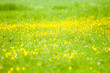 Foto: Frühling Frühling