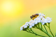 Bee on a flower in spring day
