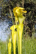 Sarracenia