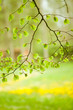 Foto: Buche Buche