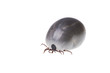 Ixodes