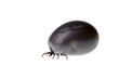 tick