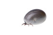 Ixodes