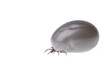 Ixodes