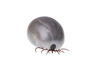 tick