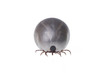 Ixodes