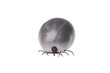 Ixodes
