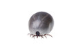 tick