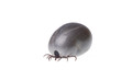 Tick