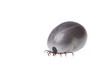 Ixodes