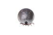 Ixodes
