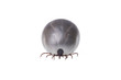 Tick