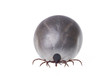 tick