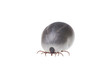 Ixodes