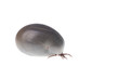 tick