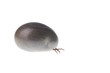 Ixodes