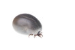 Ixodes