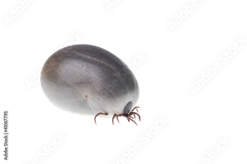 Photo: Ixodes Ixodes